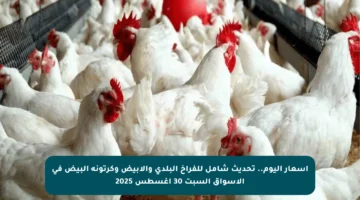 أسعار اليوم.. تحديث شامل للفراخ البلدي والأبيض وكرتونة البيض في الأسواق السبت 30 أغسطس 2025